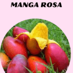 Essência Manga Rosa